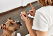 my dog ate chocolate but is acting fine