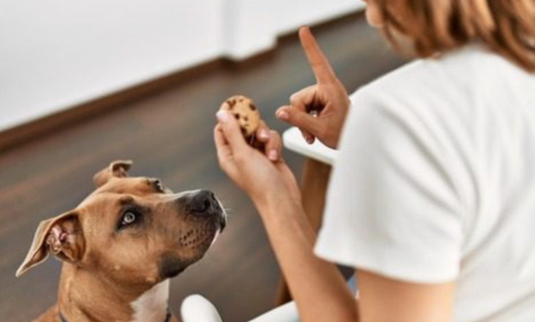 my dog ate chocolate but is acting fine