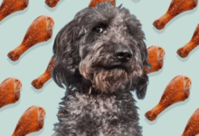 can dogs eat turkey
